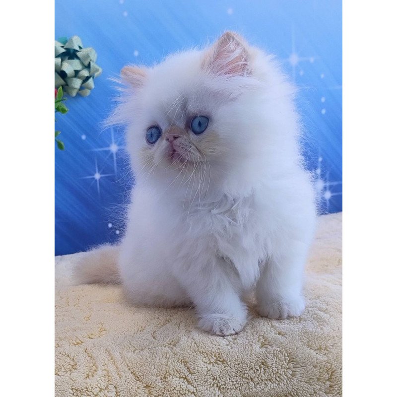 Persian Eddie