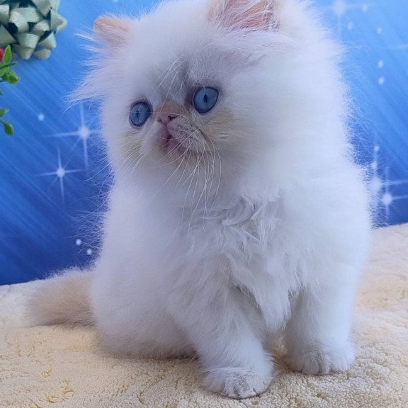 Persian Eddie