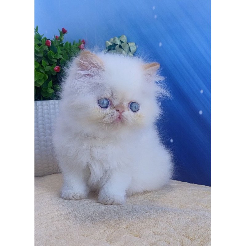 Persian Eddie