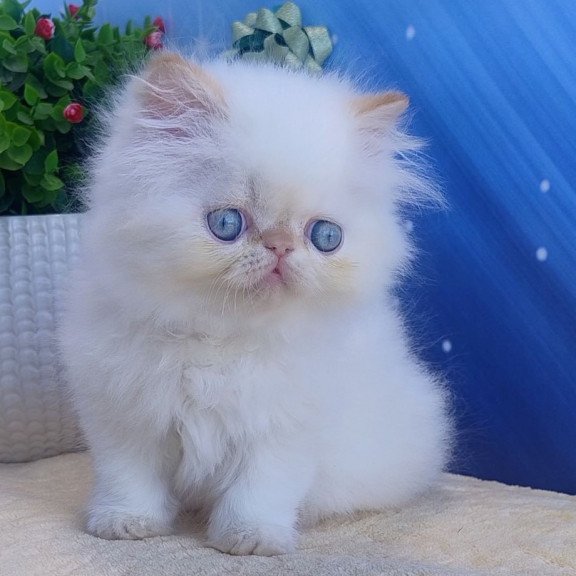 Persian Eddie