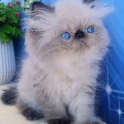 Persian Elsie