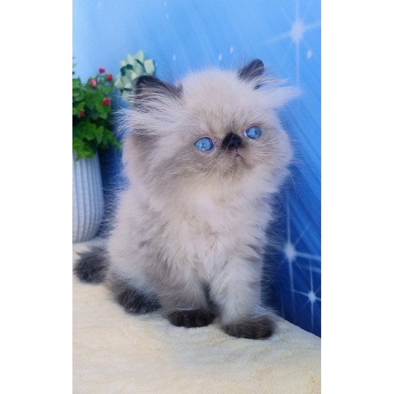 Persian Elsie