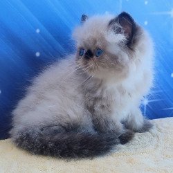Persian Elsie