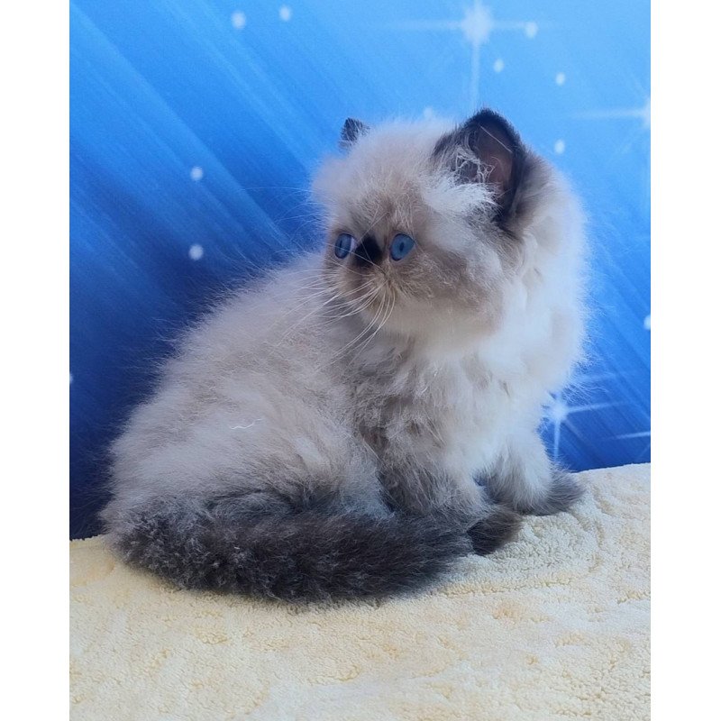Persian Elsie
