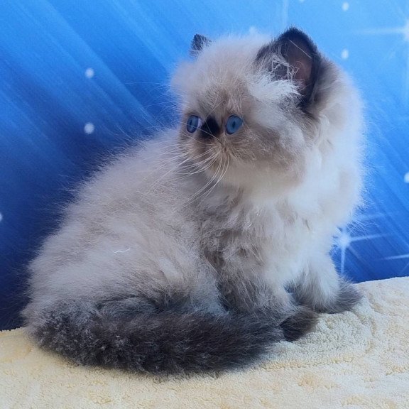 Persian Elsie
