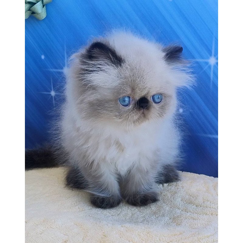 Persian Elsie