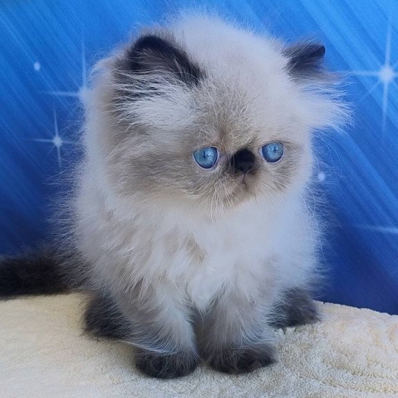 Persian Elsie
