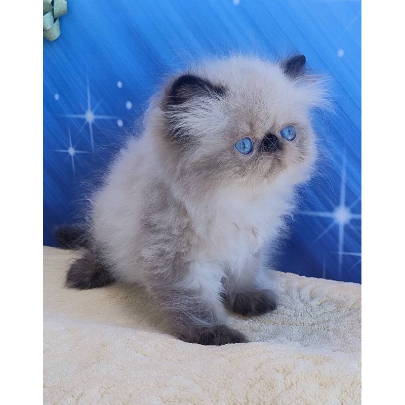 Persian Elsie