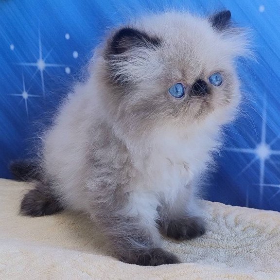 Persian Elsie