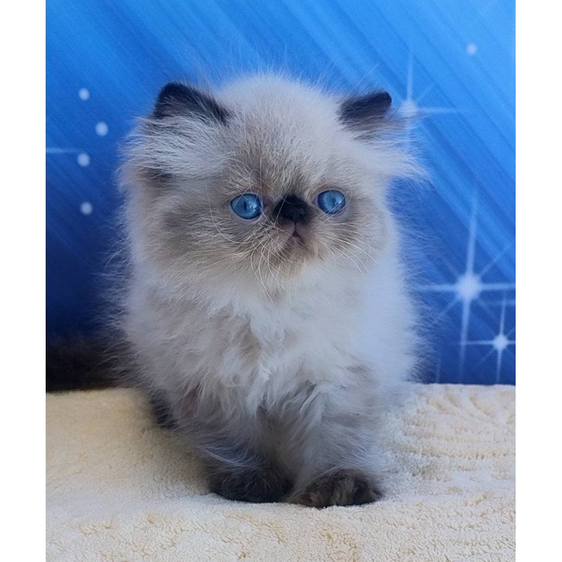 Persian Elsie