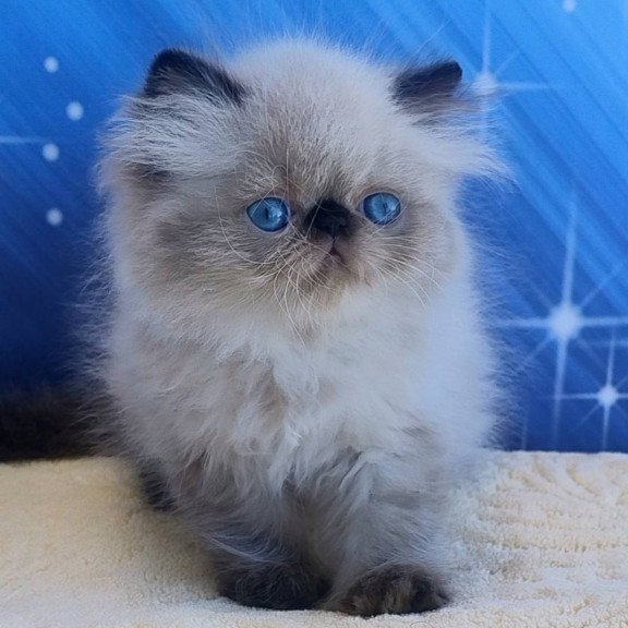 Persian Elsie