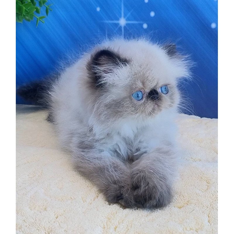 Persian Elsie