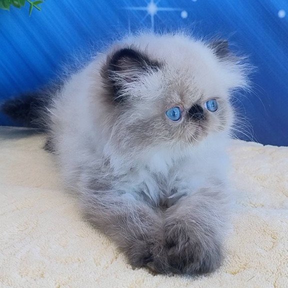 Persian Elsie