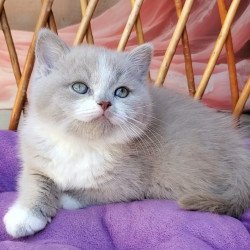 British Casper