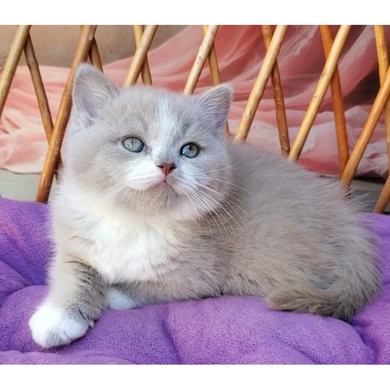 British Casper