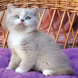 British Casper