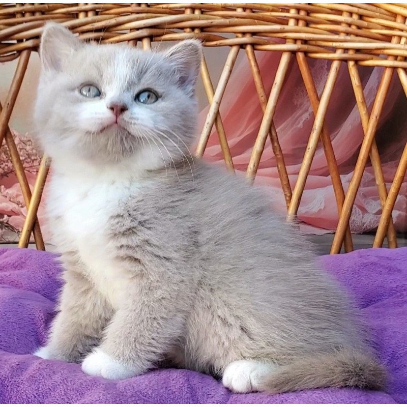 British Casper