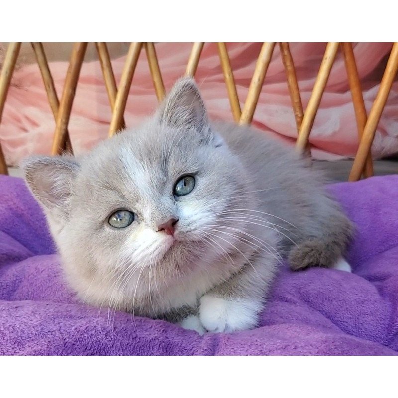 British Casper
