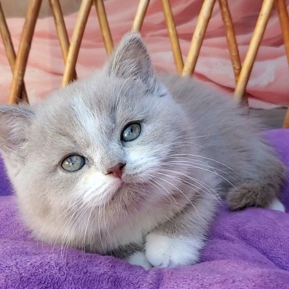 British Casper