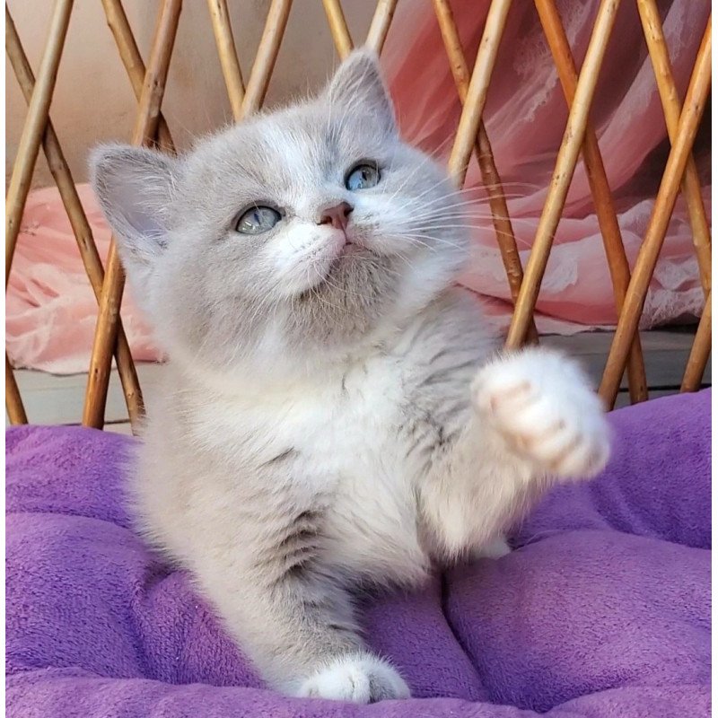 British Casper