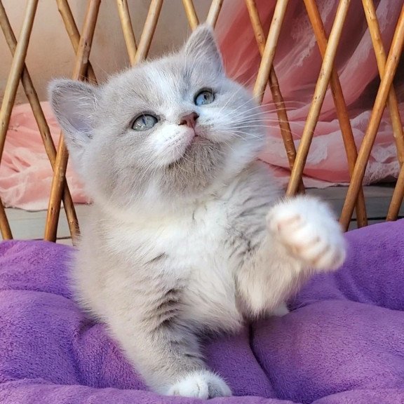British Casper