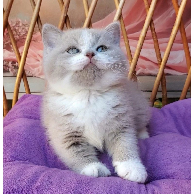 British Casper