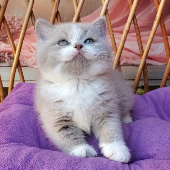 British Casper