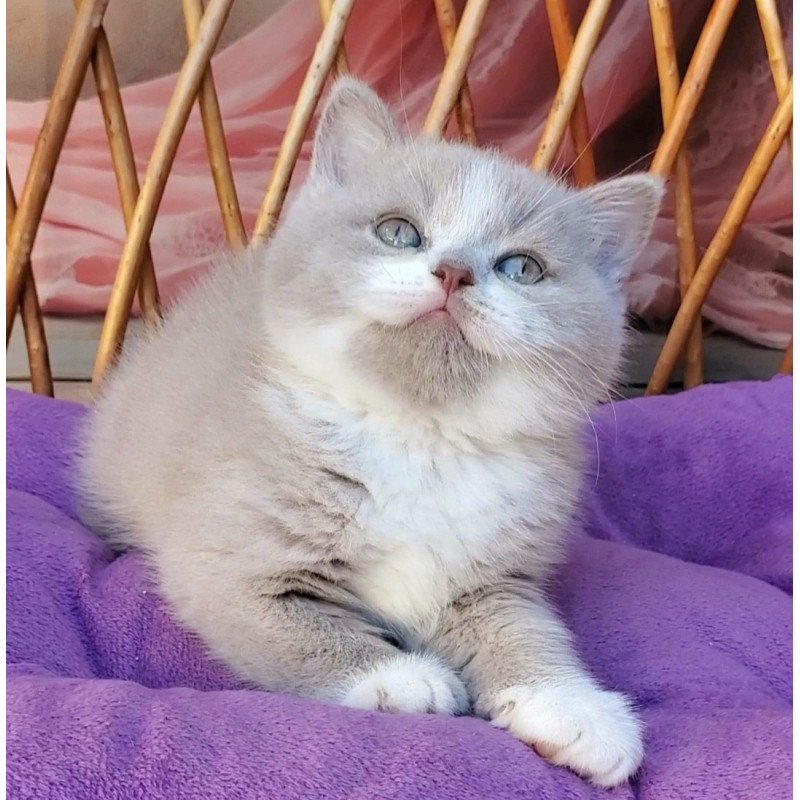 British Casper