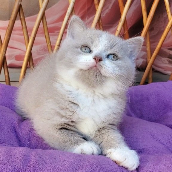 British Casper