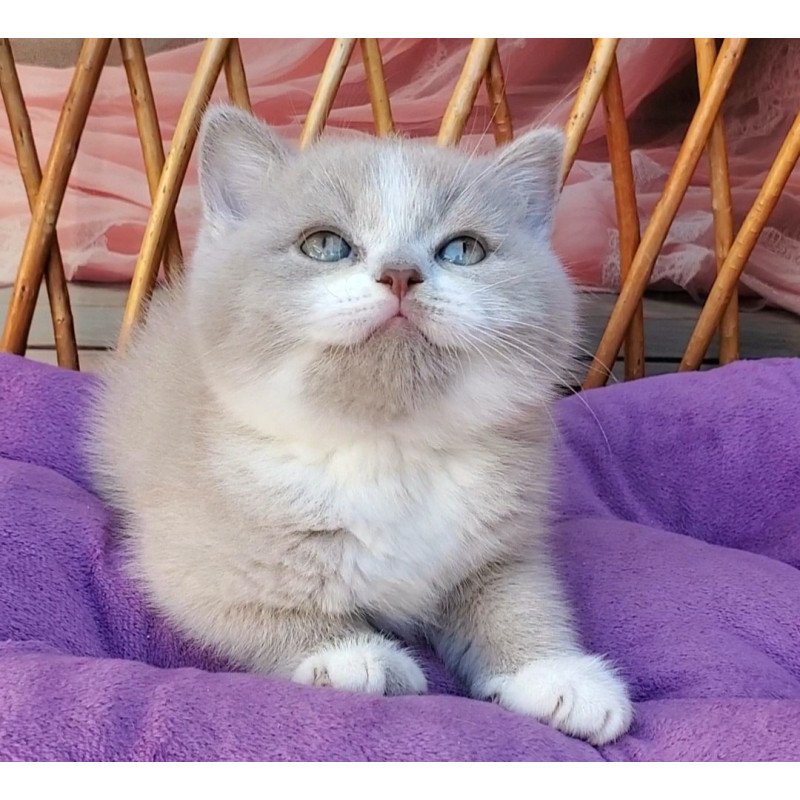 British Casper