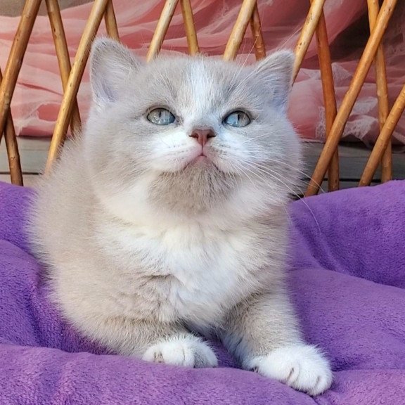 British Casper