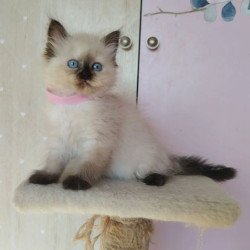 Siberian REZ Oktaviya