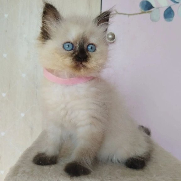 Siberian REZ Oktaviya