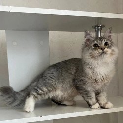 Siberian REZ Estet