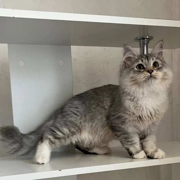 Siberian REZ Estet