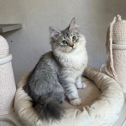 Siberian REZ Estet