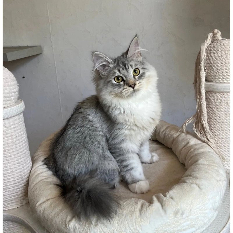 Siberian REZ Estet