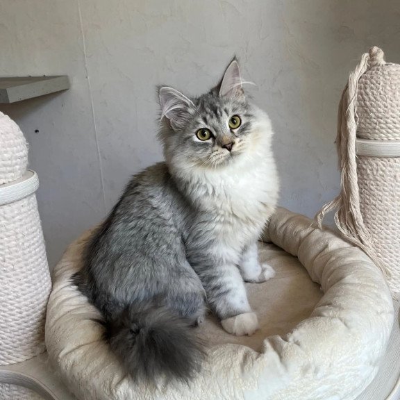 Siberian REZ Estet