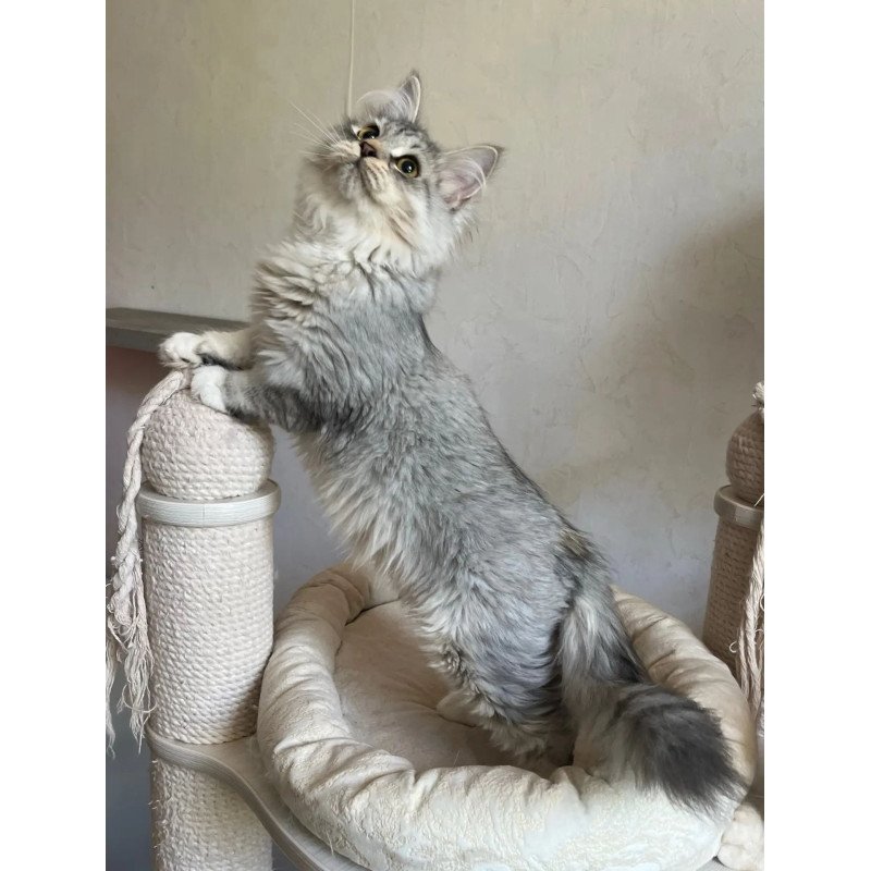 Siberian REZ Estet