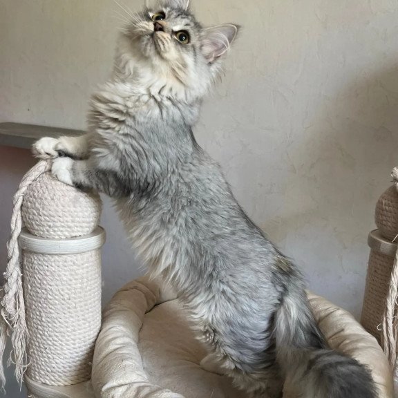 Siberian REZ Estet