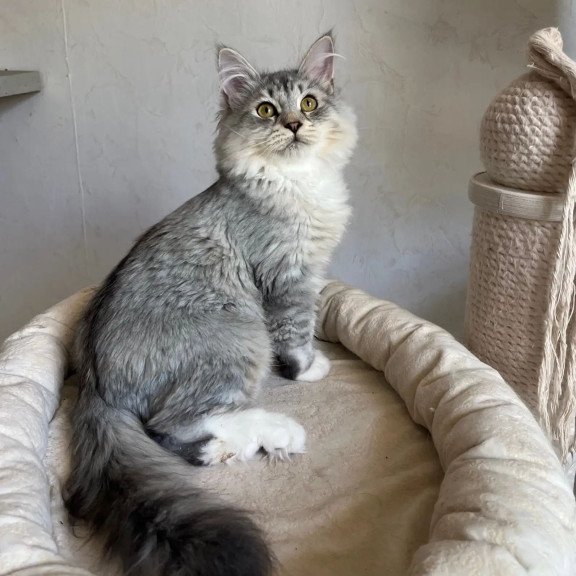 Siberian REZ Estet