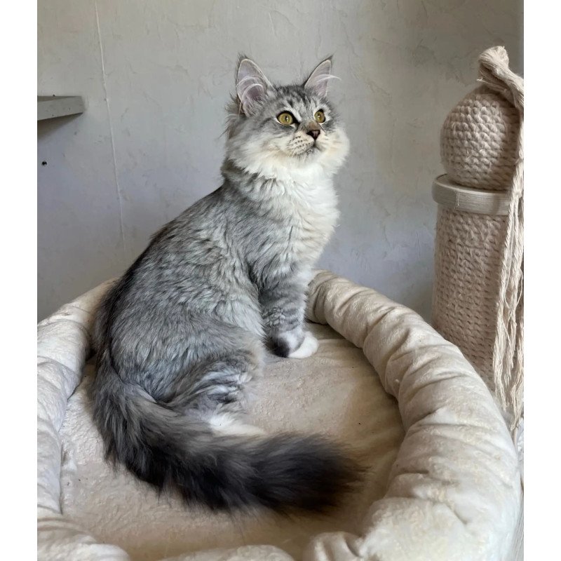 Siberian REZ Estet
