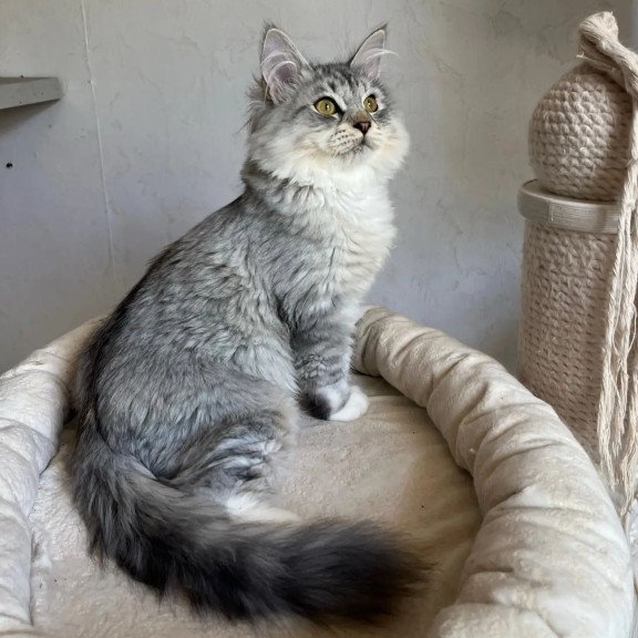 Siberian REZ Estet