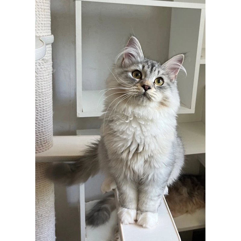 Siberian REZ Estet