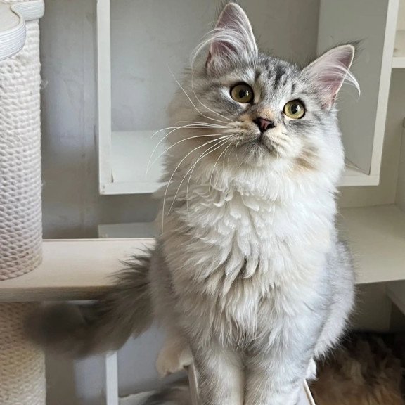 Siberian REZ Estet