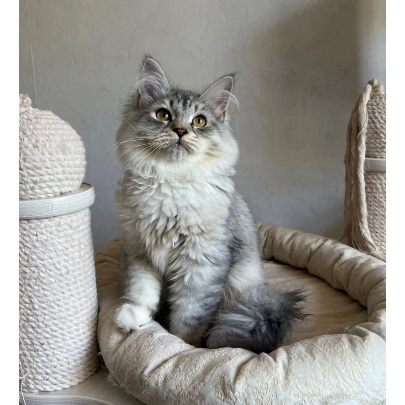 Siberian REZ Estet