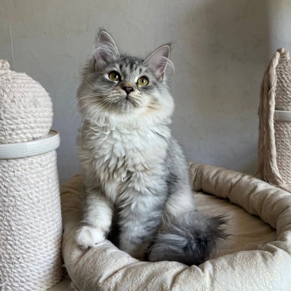 Siberian REZ Estet