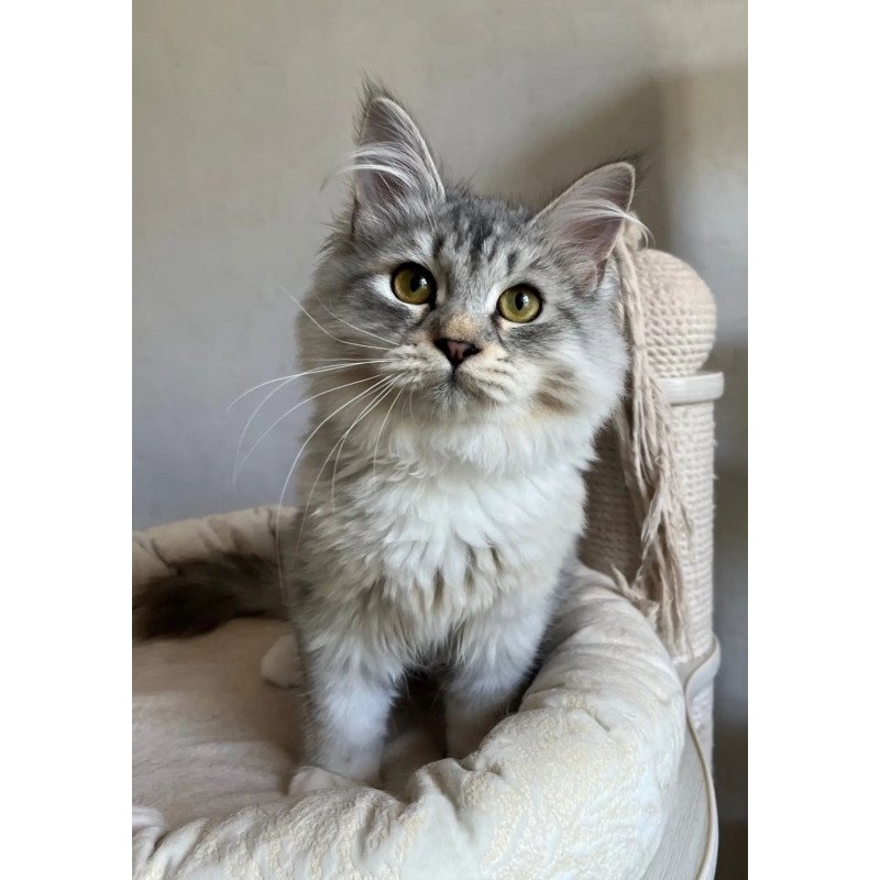 Siberian REZ Estet