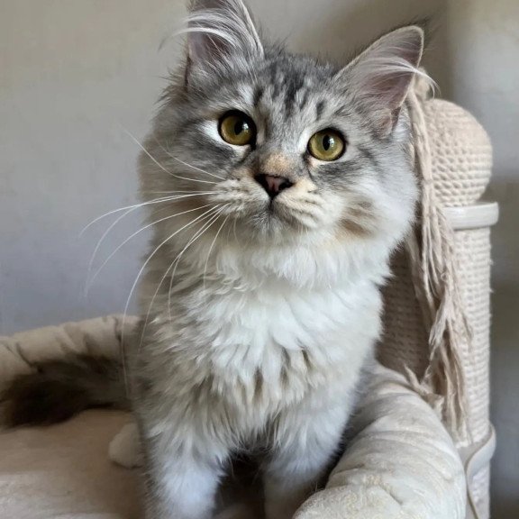 Siberian REZ Estet