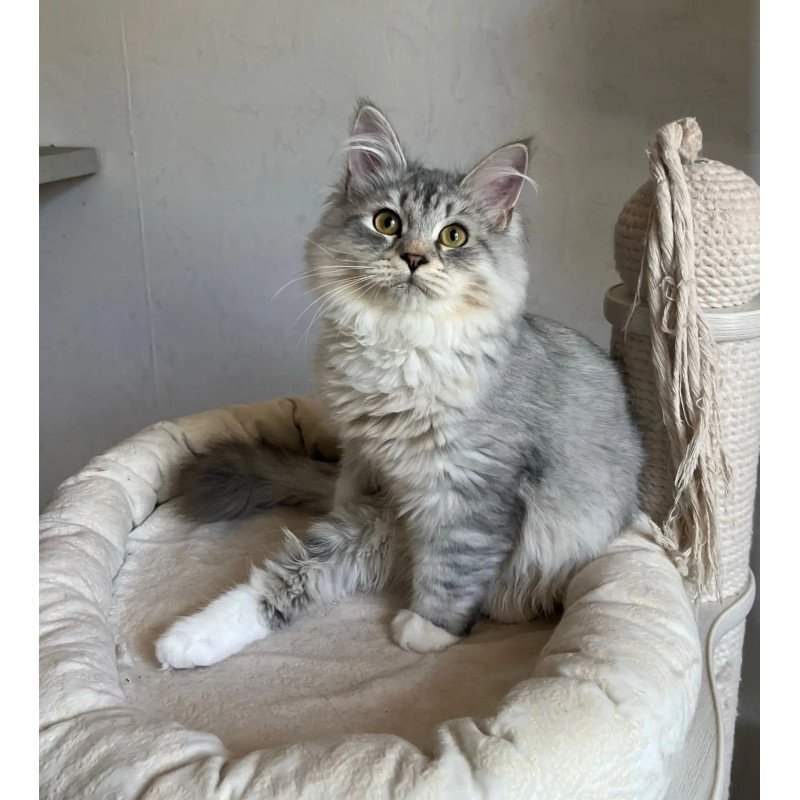 Siberian REZ Estet
